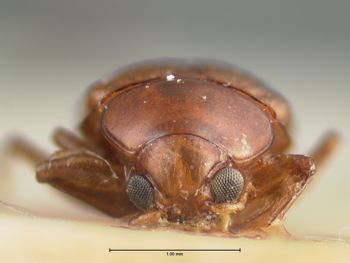 Media type: image; Entomology 9816   Aspect: head frontal view